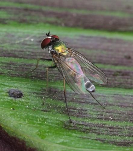 Argyra sp.